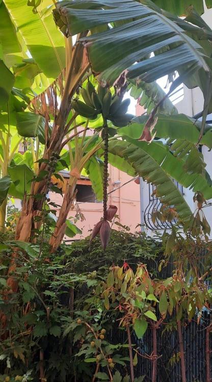 Villa La Clemente Menton Eksteriør billede